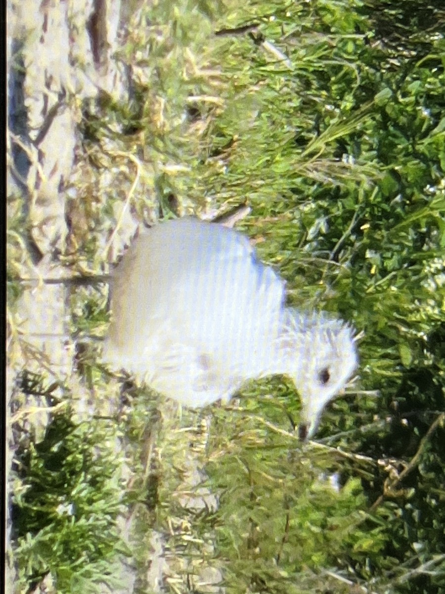 Short-billed Gull - ML621784438