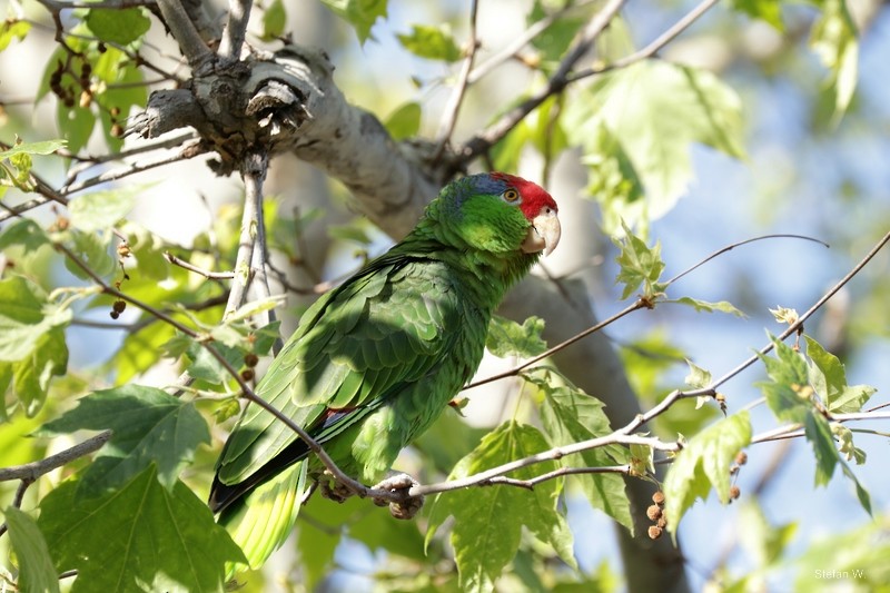 Red-crowned Amazon - ML621784452