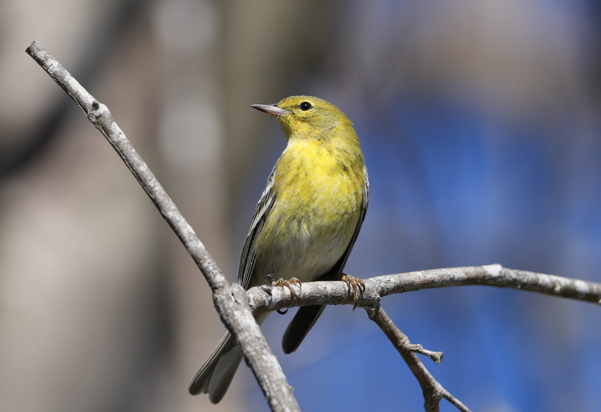 Pine Warbler - ML621784481