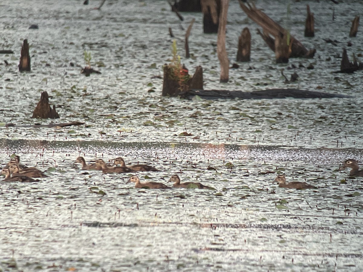 Wood Duck - Larry Therrien