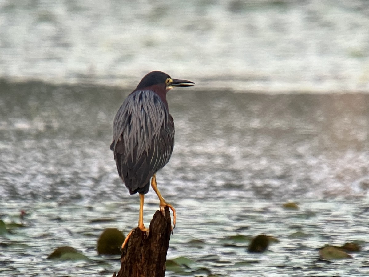 Green Heron - ML621784589