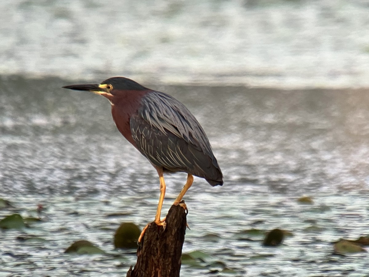 Green Heron - ML621784590