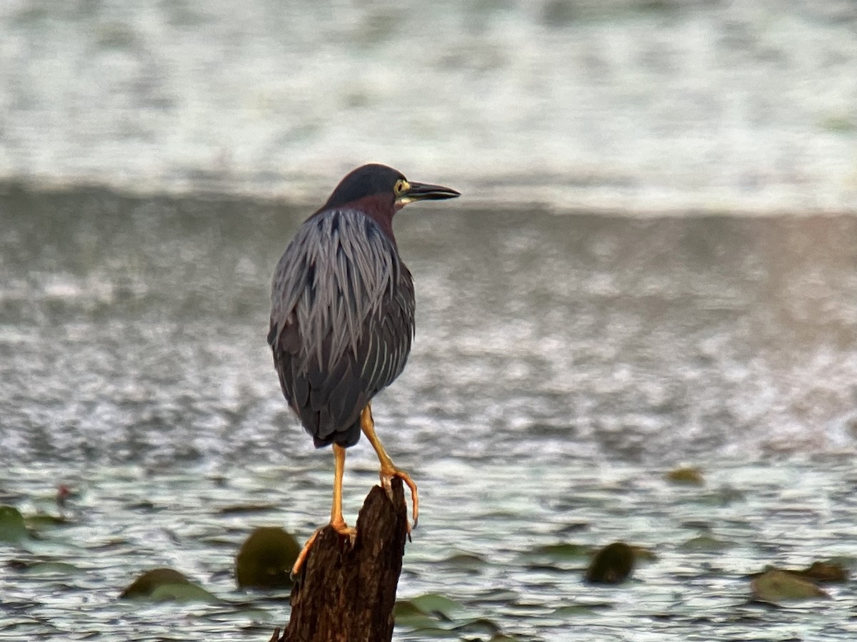 Green Heron - ML621784591