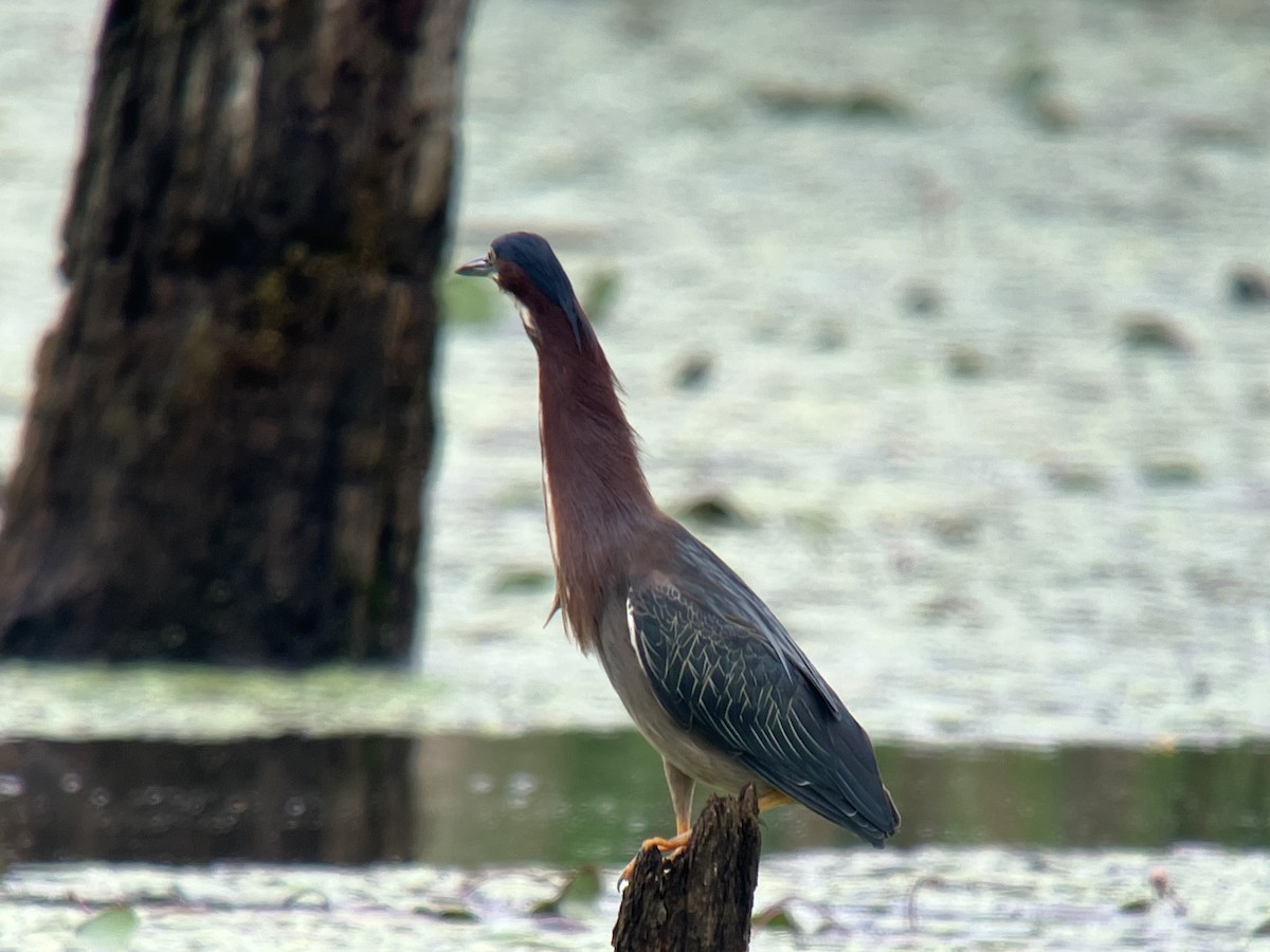 Green Heron - ML621784647