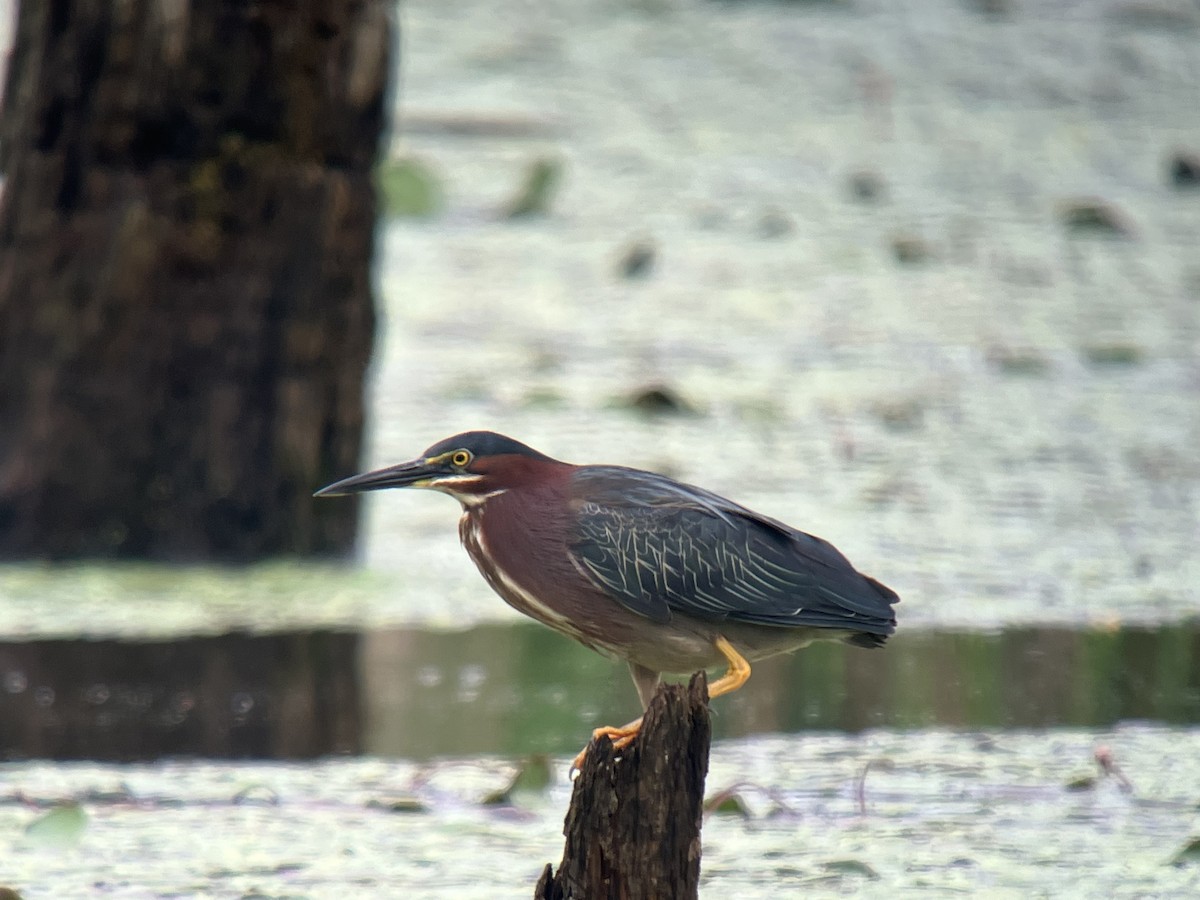 Green Heron - ML621784648