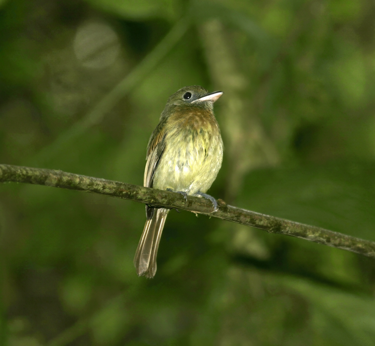 Fulvous-breasted Flatbill - ML621784676