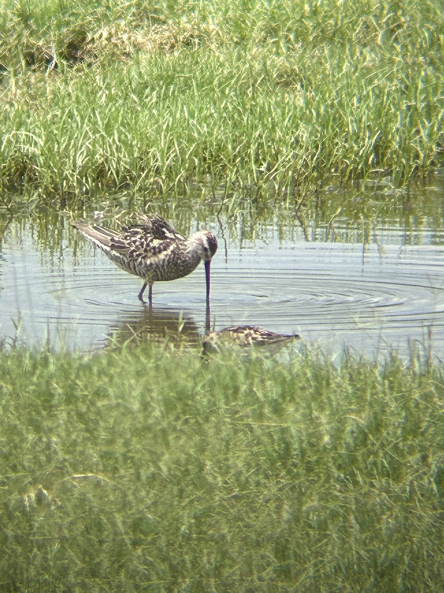 styltesnipe - ML621784727