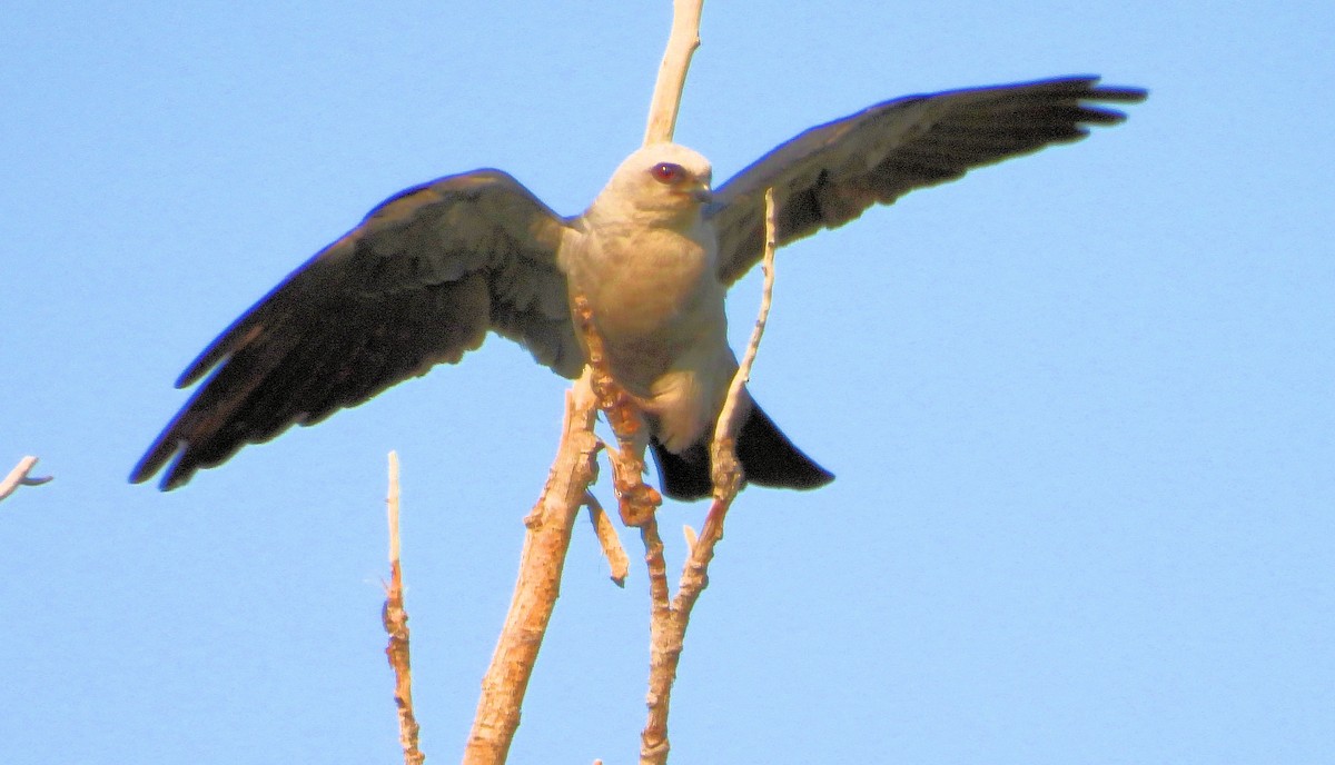 Mississippi Kite - ML621784783