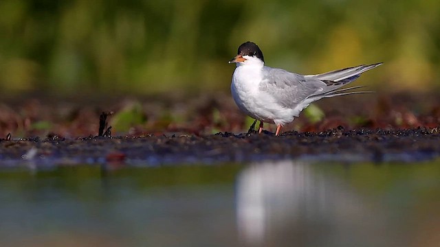 Forster's Tern - ML621784822