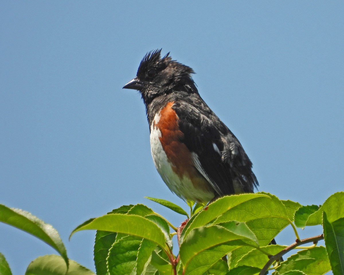 Eastern Towhee - ML621784839