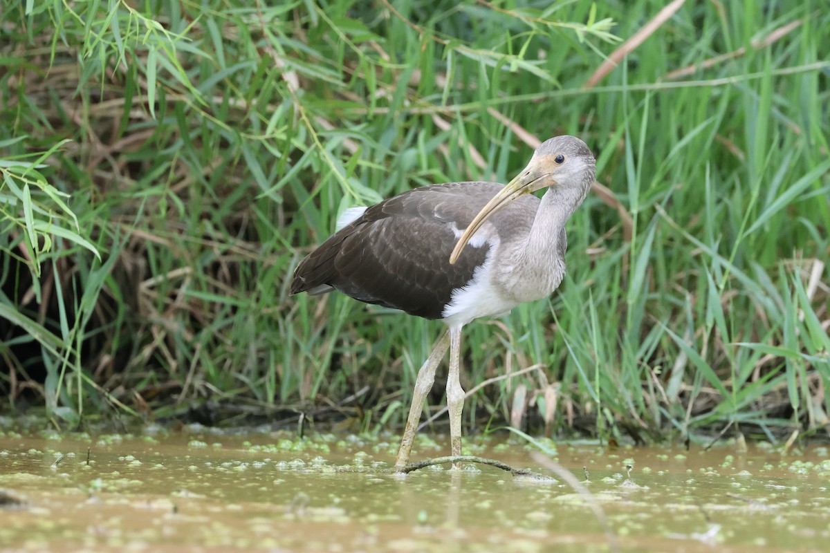 White Ibis - ML621784846