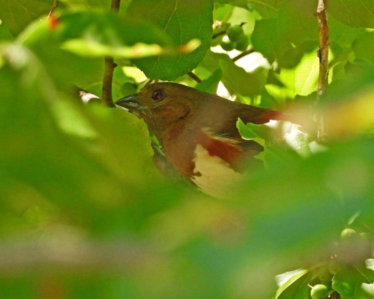 Eastern Towhee - ML621784933