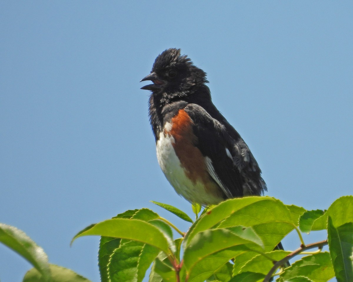 Eastern Towhee - Aubrey Merrill