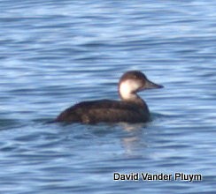 クロガモ - ML621784994