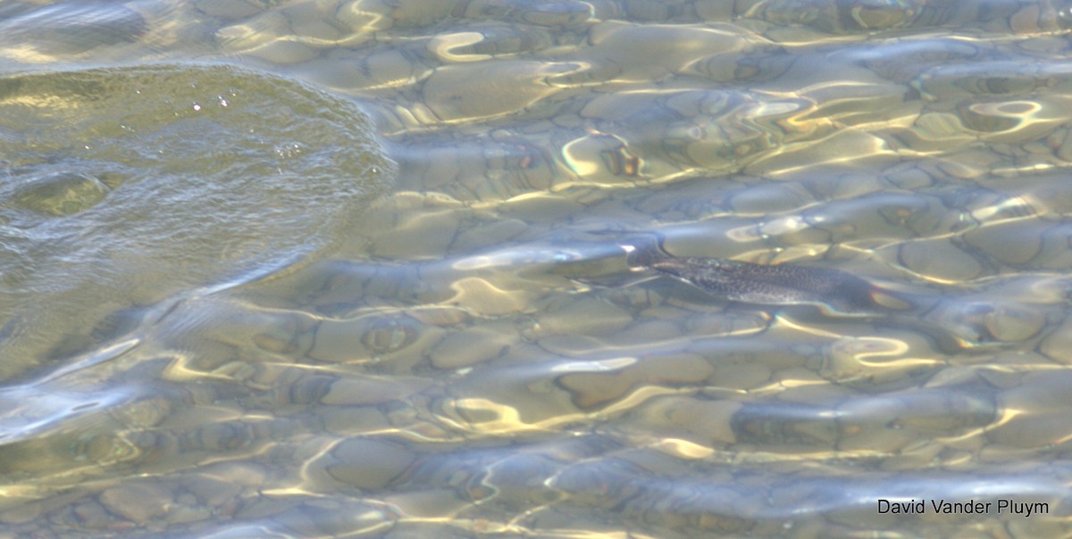 アビ - ML621784998