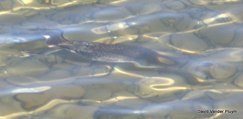 アビ - ML621784999