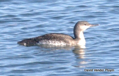 アビ - ML621785000