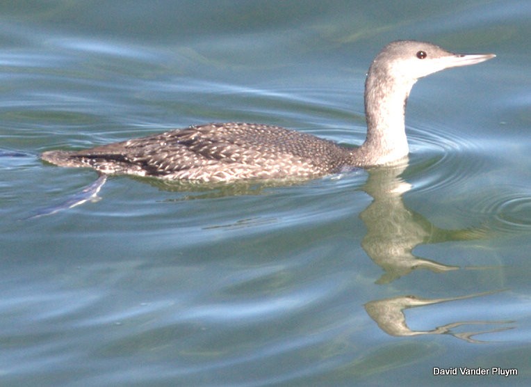 アビ - ML621785001