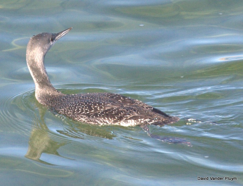 アビ - ML621785002