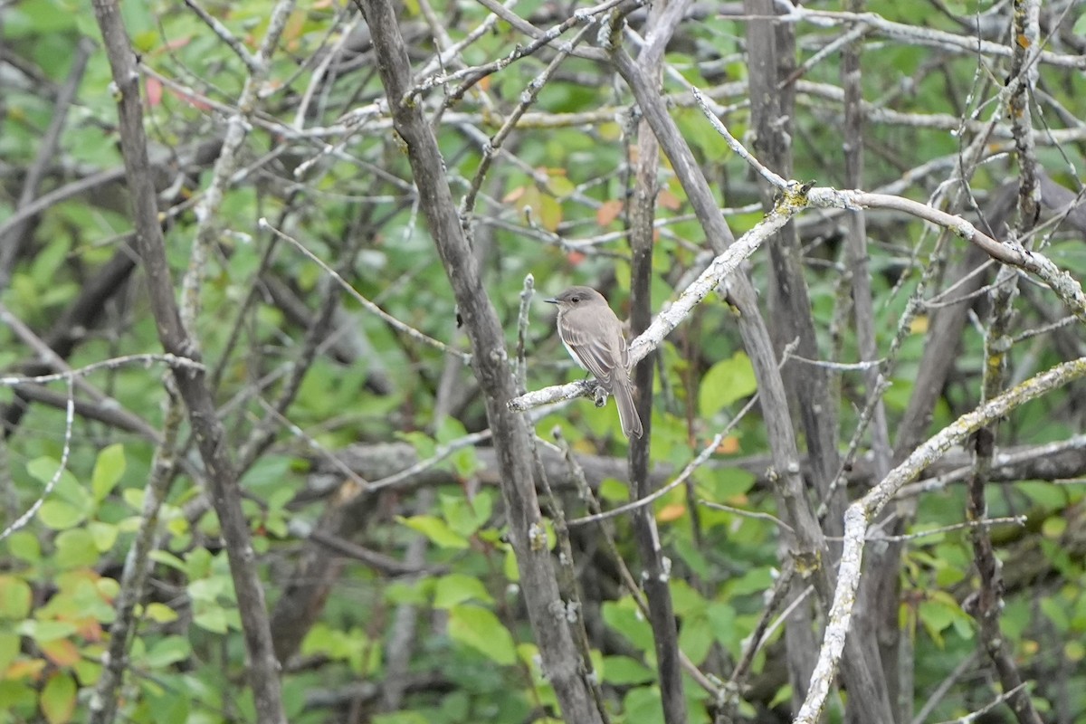 Eastern Phoebe - ML621785028