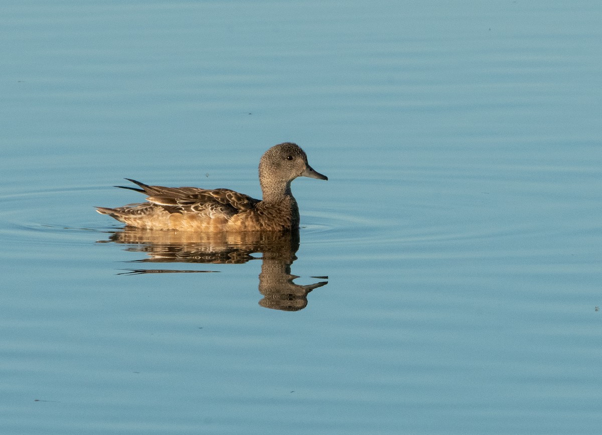 American Wigeon - ML621785144