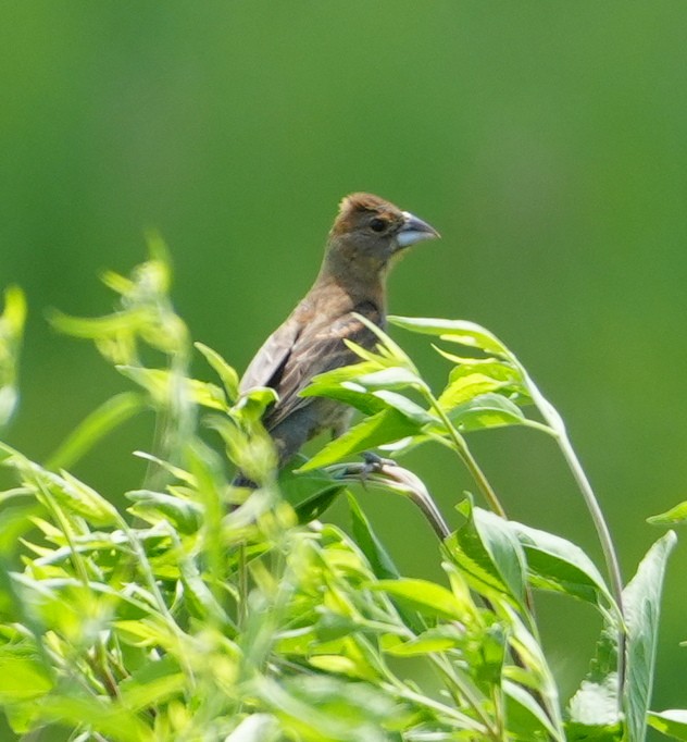 Blue Grosbeak - ML621785198