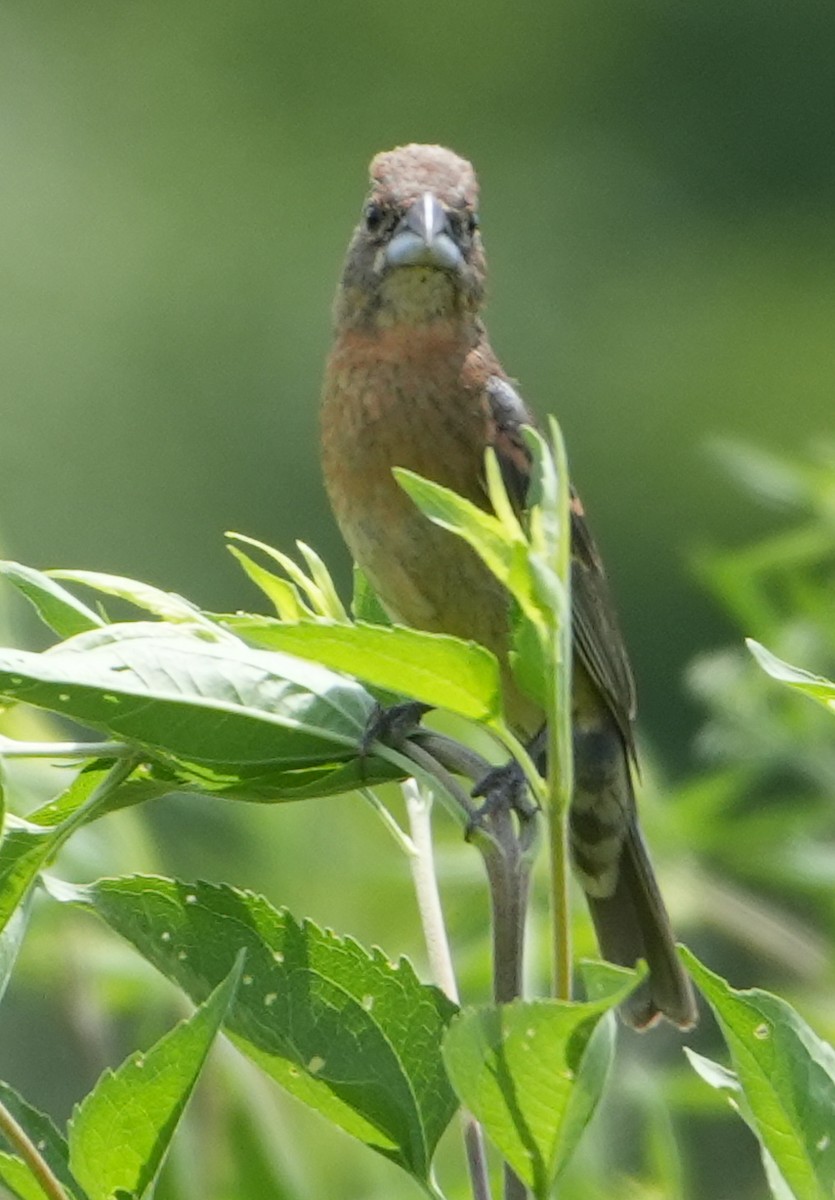 Blue Grosbeak - ML621785199