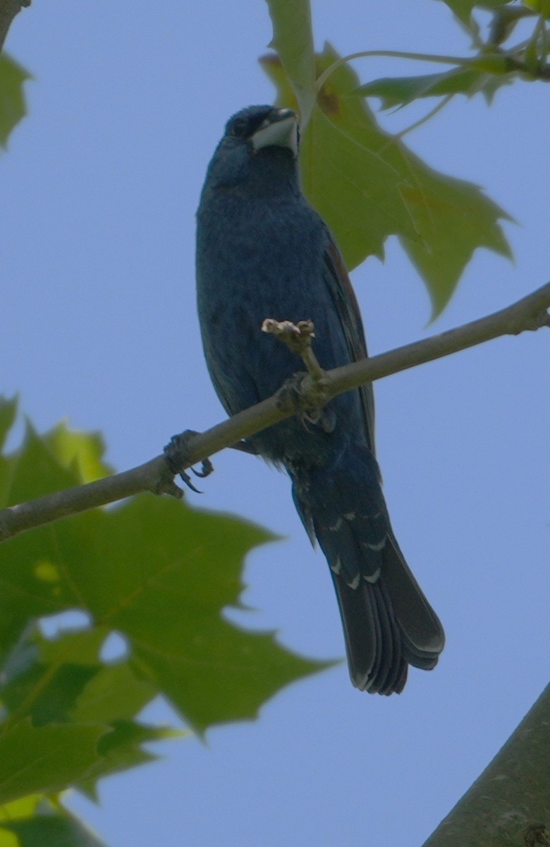 Blue Grosbeak - ML621785200