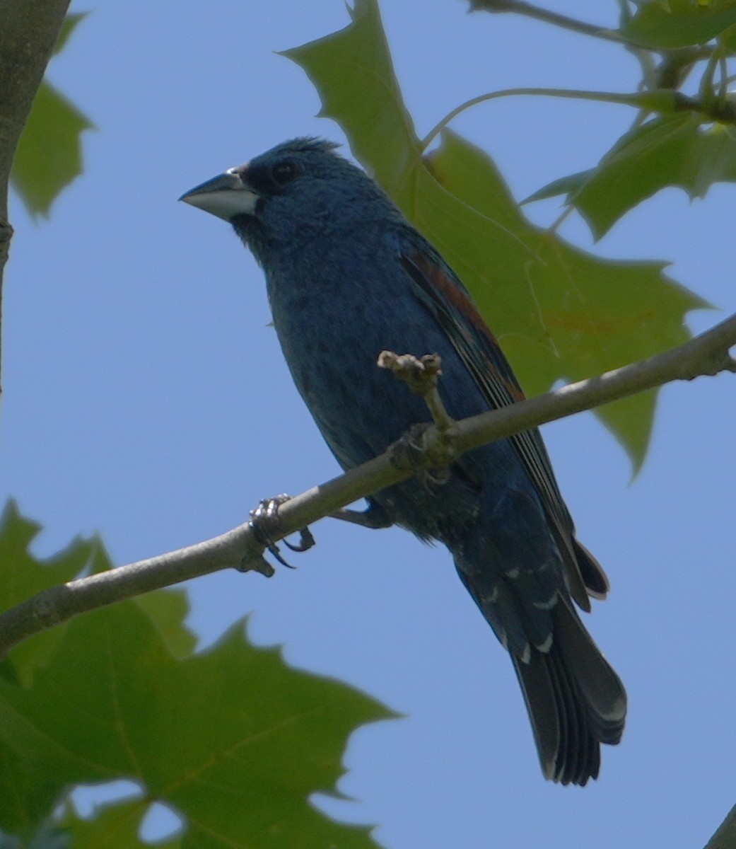 Blue Grosbeak - ML621785201