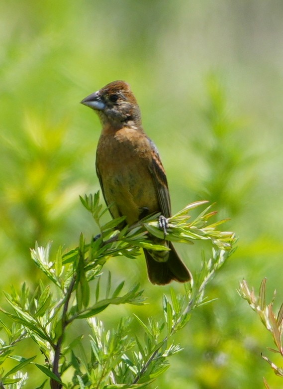 Blue Grosbeak - ML621785202