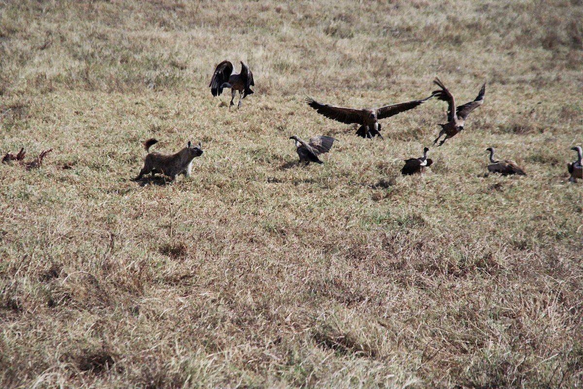 White-backed Vulture - ML621785228