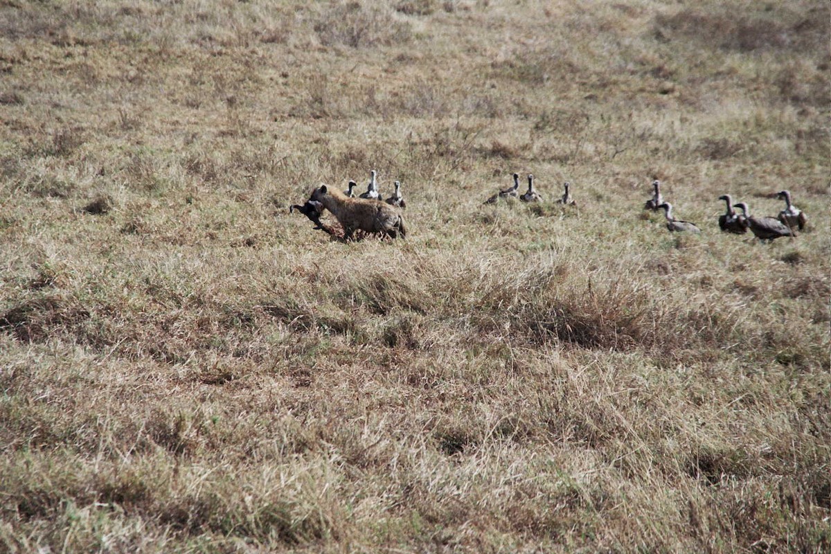 White-backed Vulture - ML621785230