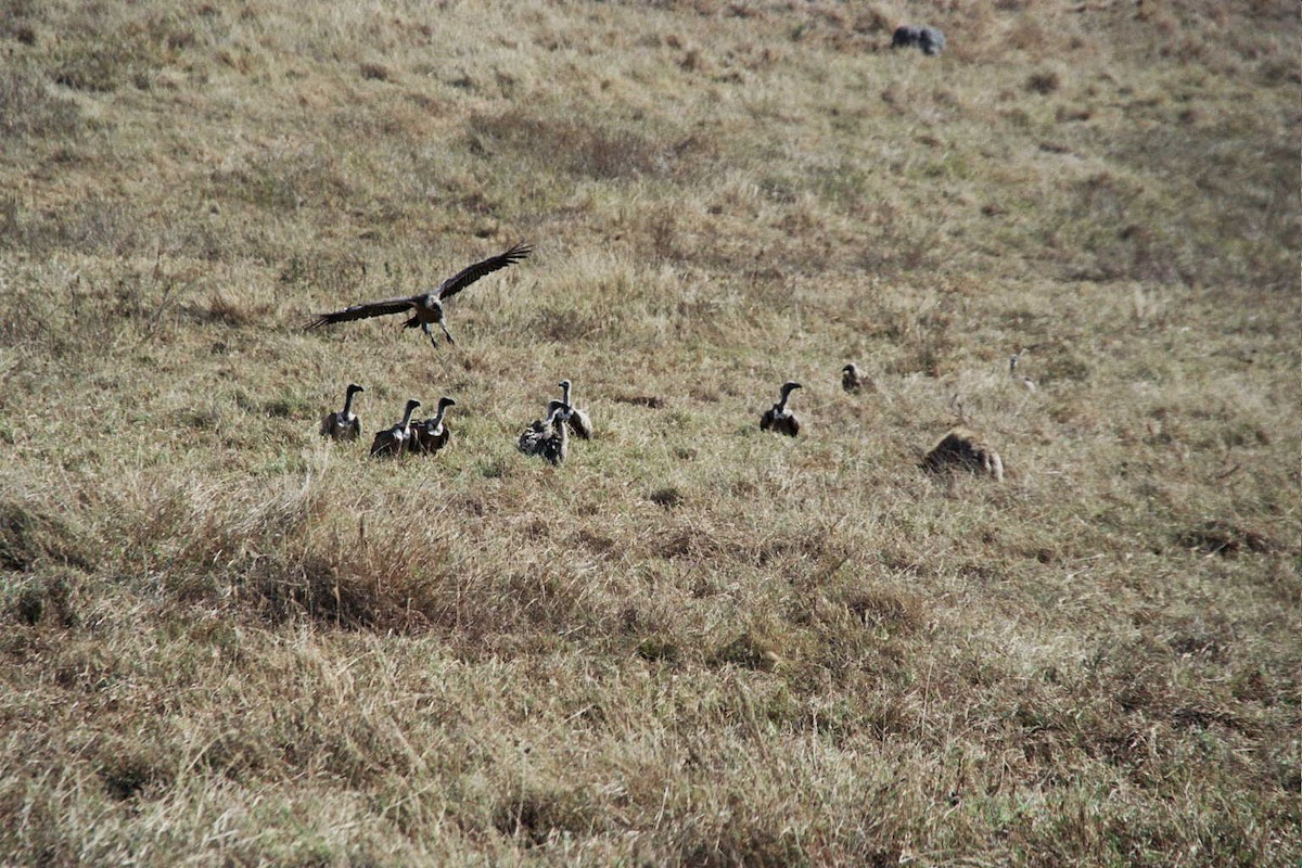 White-backed Vulture - Ido Ben-Itzhak