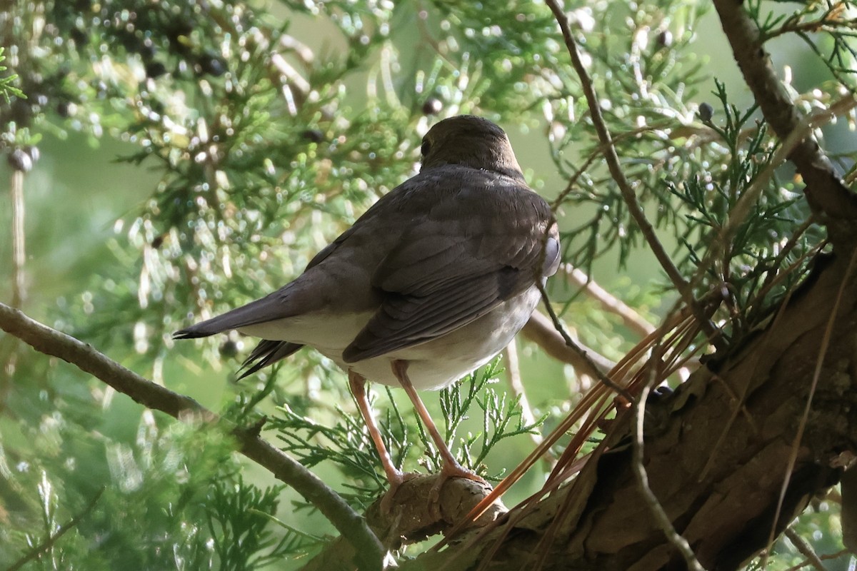 Gray-cheeked/Bicknell's Thrush - ML621785250