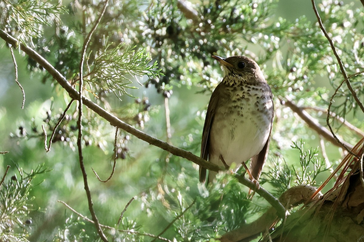 Gray-cheeked/Bicknell's Thrush - ML621785251