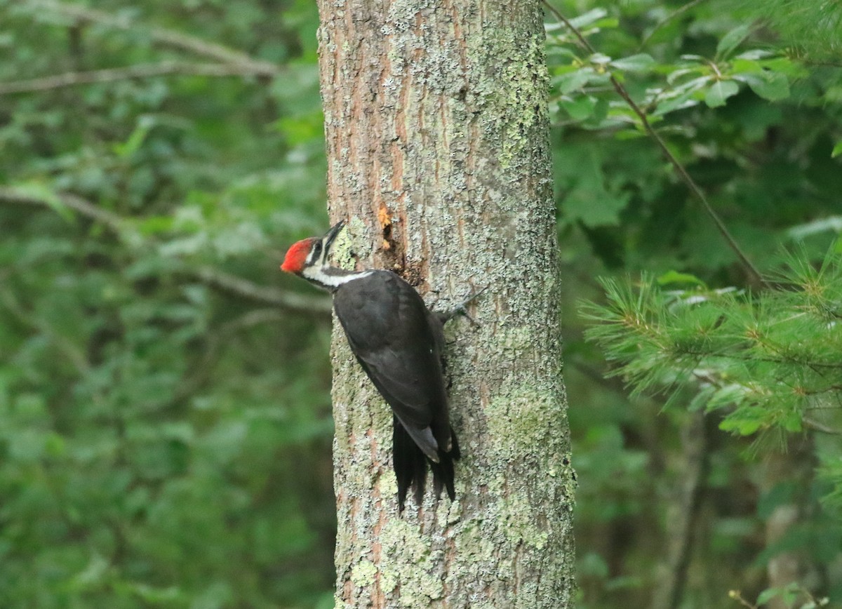 Pileated Woodpecker - ML621785259