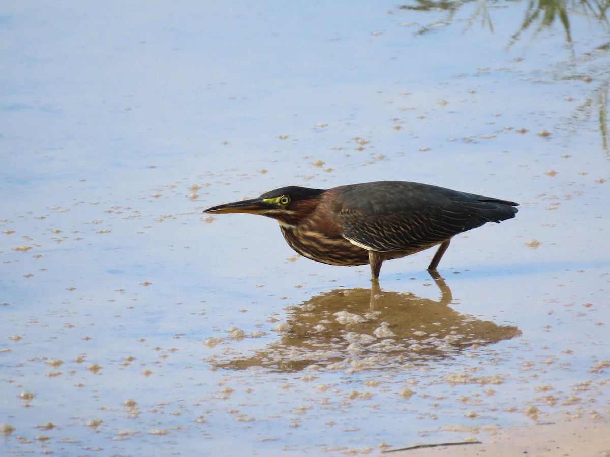 Green Heron - ML621785261