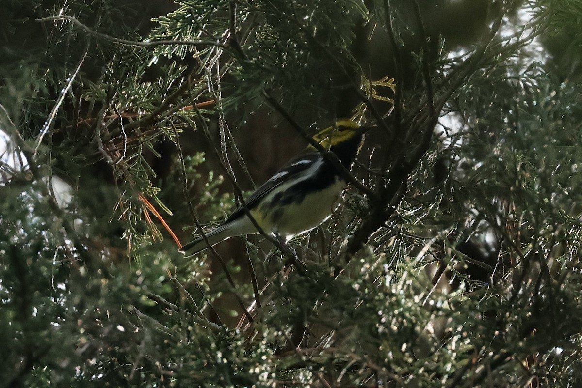 Black-throated Green Warbler - ML621785266