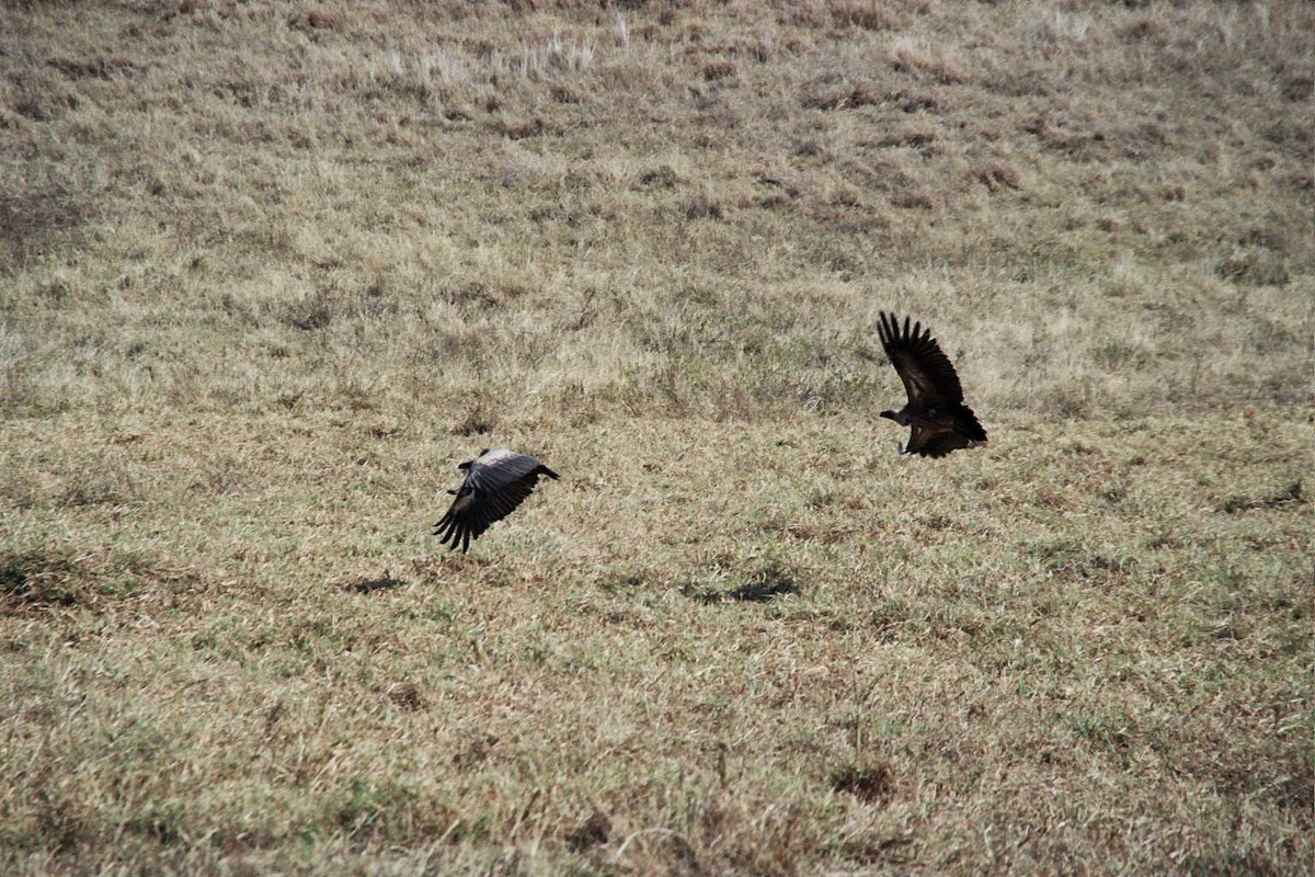 White-backed Vulture - ML621785267