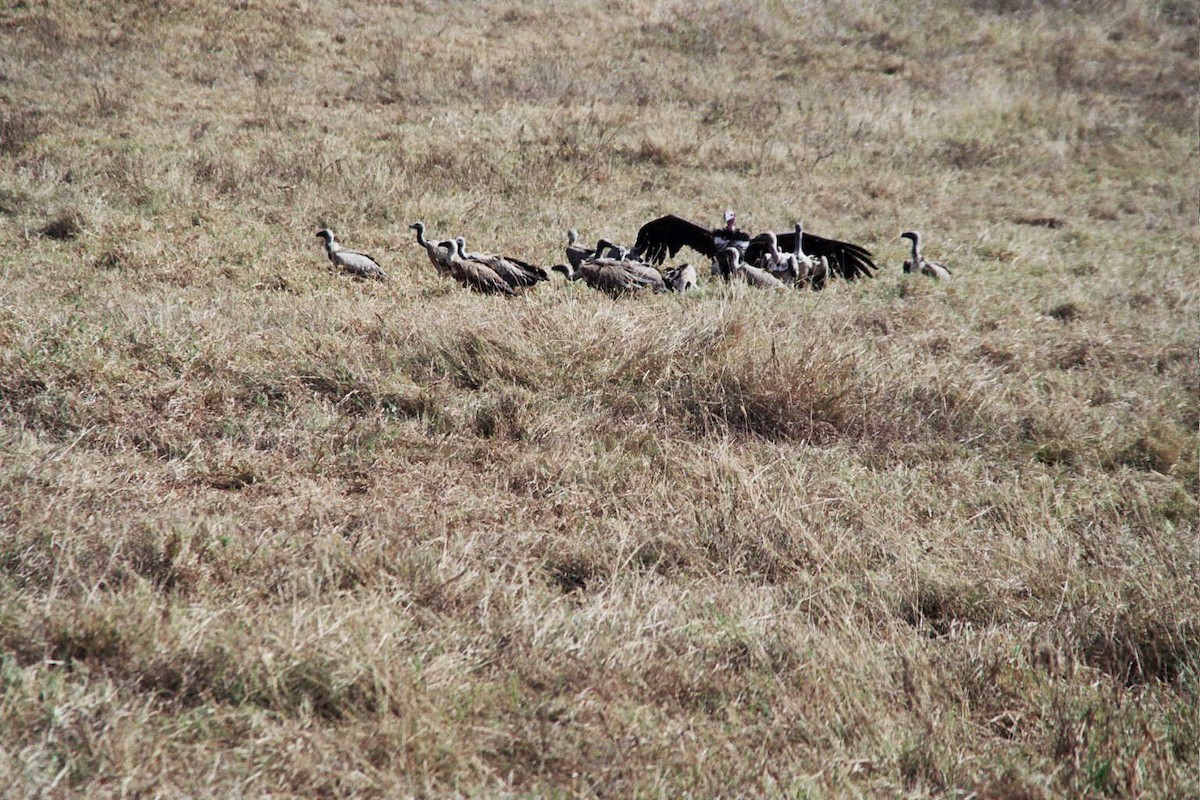 White-backed Vulture - ML621785285