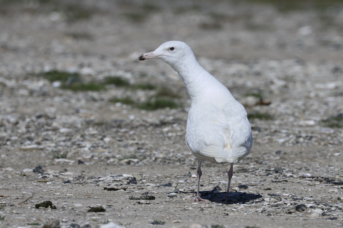 Glaucous Gull - ML621785306