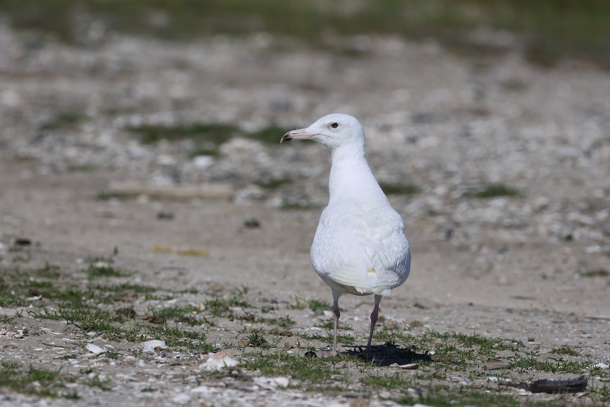 Glaucous Gull - ML621785308