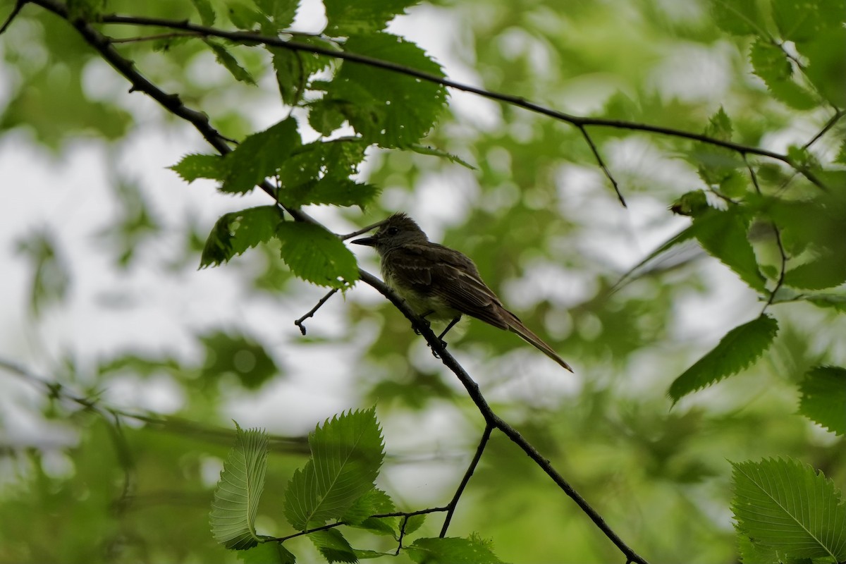 Great Crested Flycatcher - ML621785325