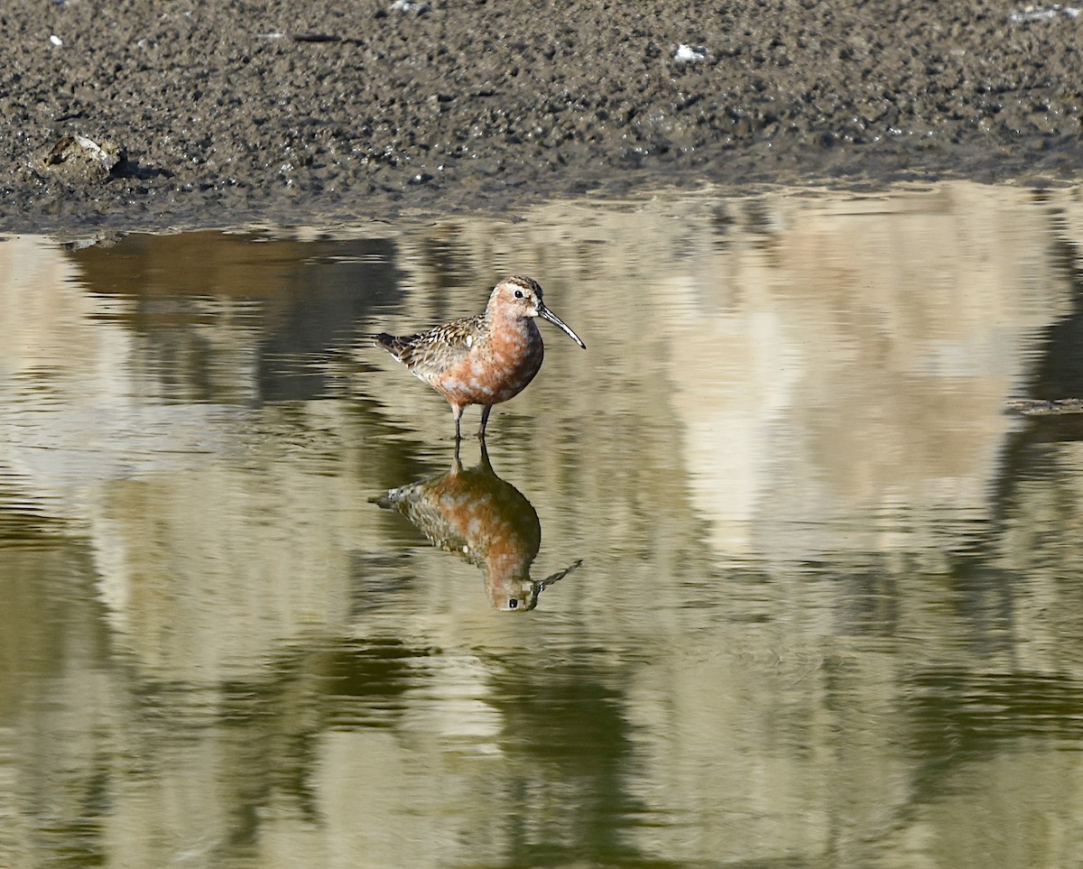 Curlew Sandpiper - Isabel Gómez Carrasco