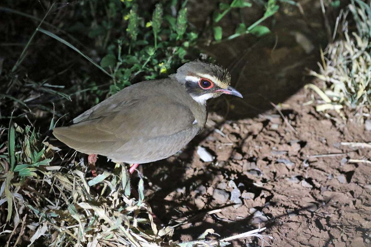 Bronze-winged Courser - ML62178541