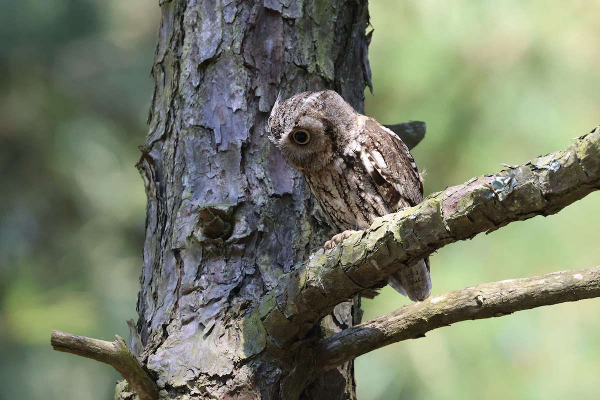 Eastern Screech-Owl - ML621785437