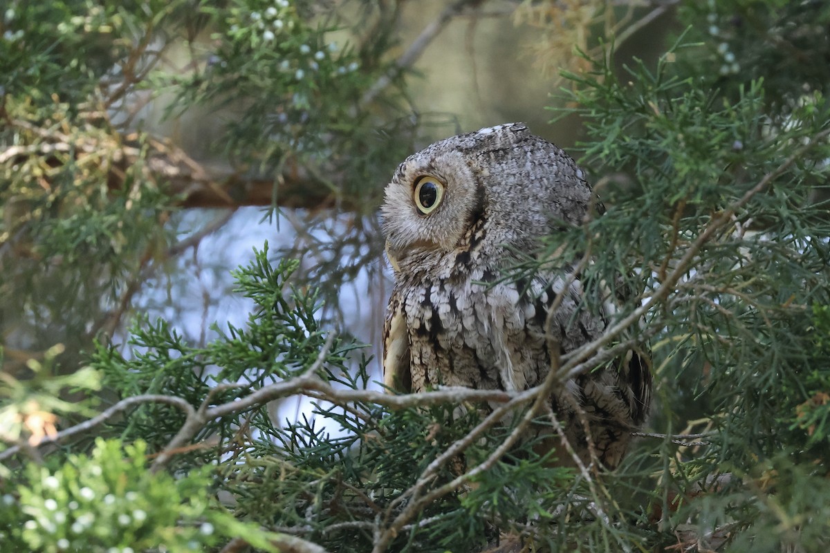 Eastern Screech-Owl - ML621785438