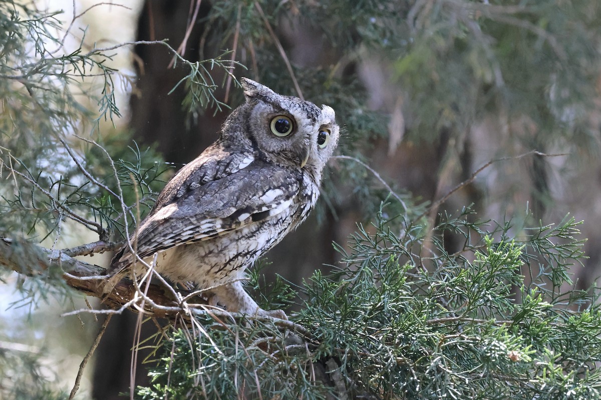 Eastern Screech-Owl - ML621785440