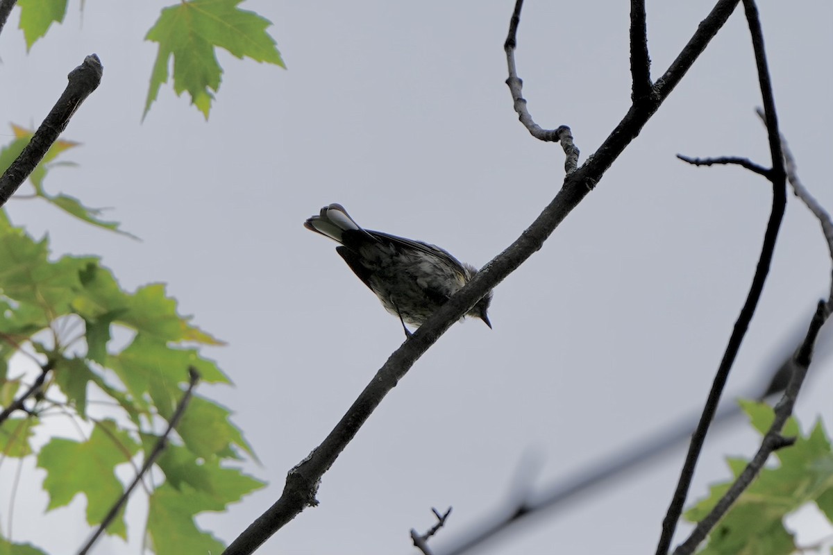 Yellow-rumped Warbler - ML621785475