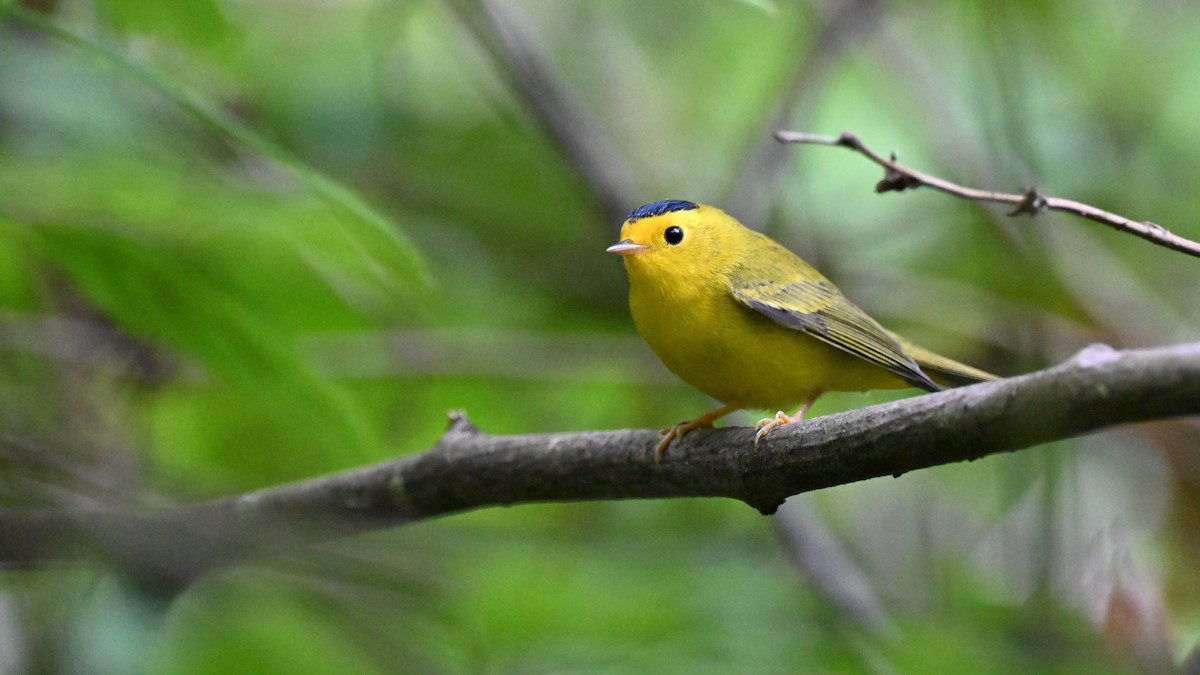 Wilson's Warbler (chryseola) - ML621785679